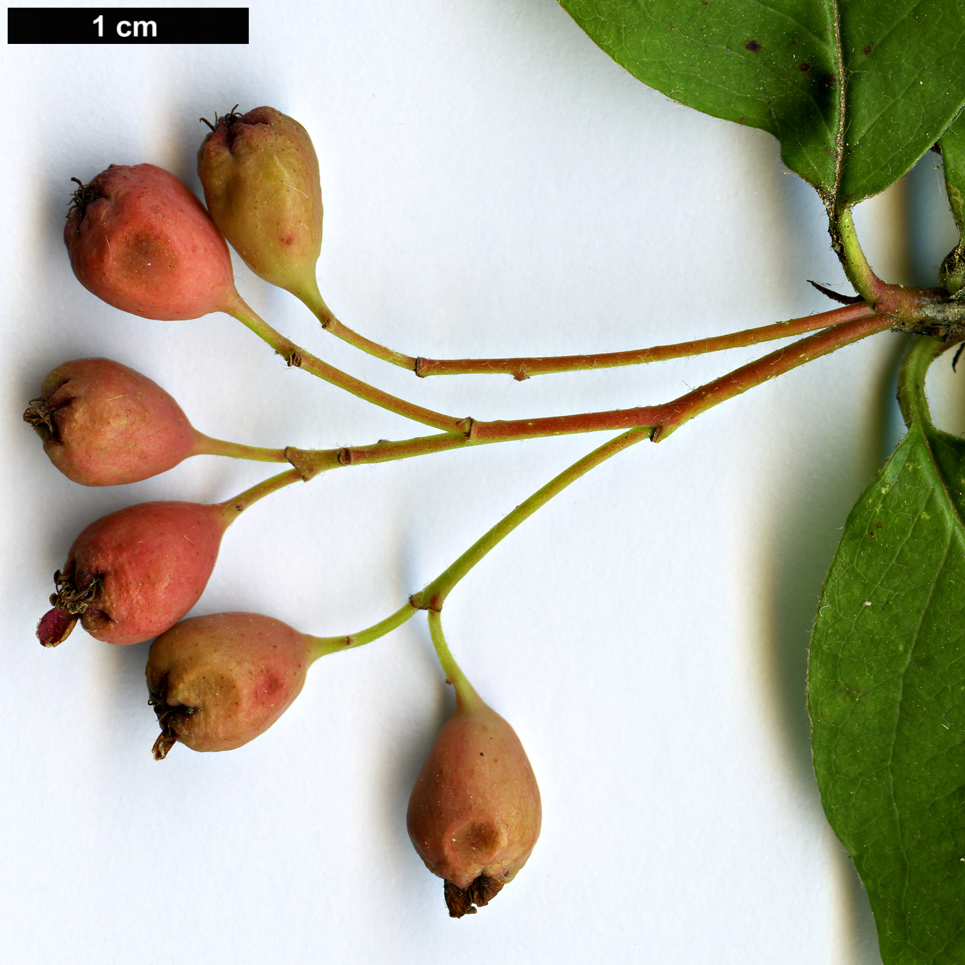 High resolution image: Family: Rosaceae - Genus: Cotoneaster - Taxon: roseus High resolution image: Family: Rosaceae - Genus: Cotoneaster - Taxon: roseus